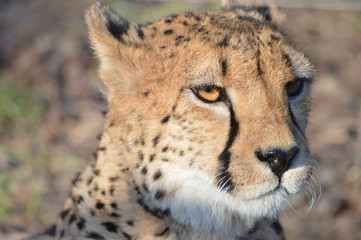 tigre big cat leopard