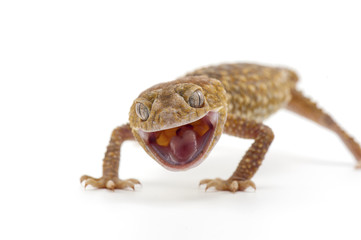 gecko isolated on white