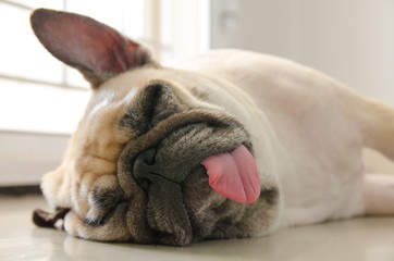 Funny Sleepy Pug Dog with gum in the eye sleep rest on floor in