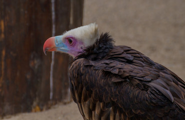 Vautour a tête blanche