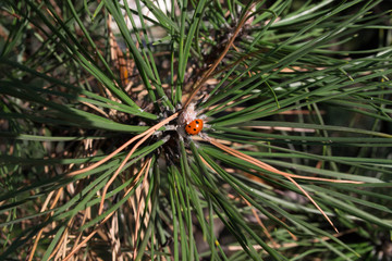 Fototapeta premium Beautiful ladybug