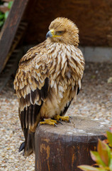Aigle imperial