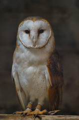 Obraz premium Effraie des clochers