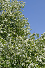 Blooming apple tree against the blue sky.
Vertical shot. Some apple trees have covered with white flowers.