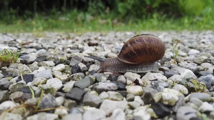 Chiocciola lumaca marrone zigrinata