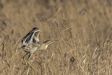 Common bittern (Botaurs stellaris)