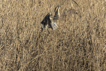 Common bittern (Botaurs stellaris)