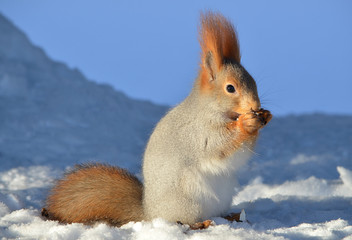 Белка зимой.