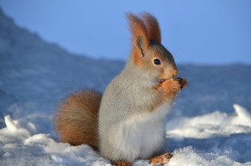 Белка на снегу.