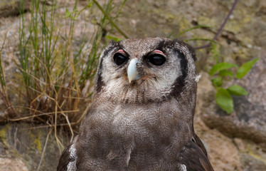 Grand-Duc de Verreaux