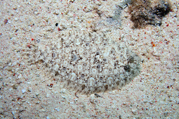 Leopard flounder fish