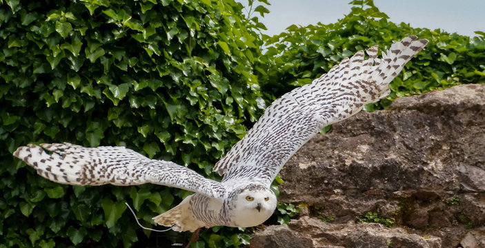 Harfang des neiges