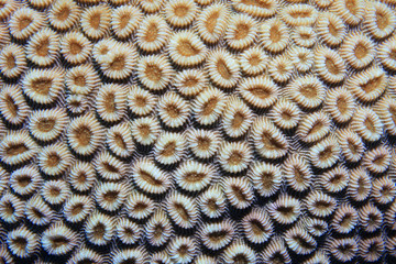 Close up of brain coral