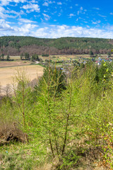 Obraz premium Beautiful spring forest landscape, fresh green leaves on trees