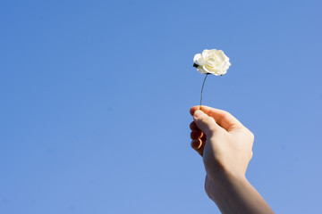 薔薇　青空