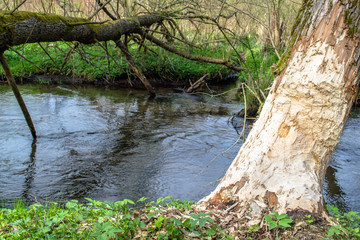 Countryside landscape of field and pine forest in spring, vintage photo