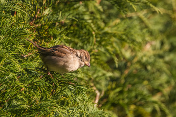 House Sparrow (Passer Domesticus)