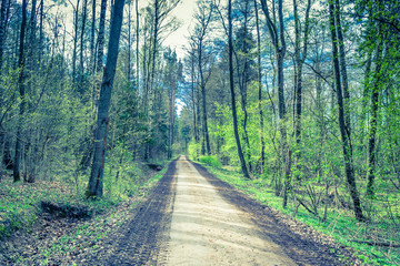 Fototapeta premium Rural landscape with road in spring forest, fresh green trees, cross process