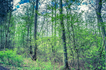 Obraz premium Rural landscape with spring forest, fresh green trees