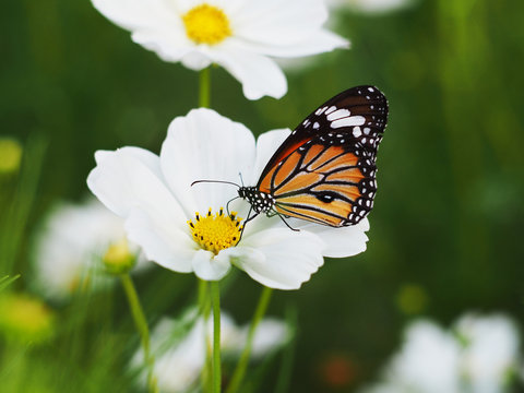 butterfly on white cosmos flowers fields.