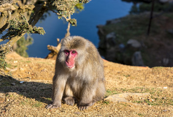 Arashiyama Monkey Park Iwatayama Kyoto, Japan