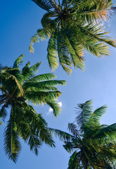 A group of coconut tree tops with sky and clouds
