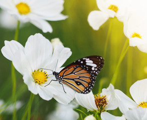 butterfly on white cosmos flowers fields.