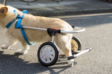 犬　コーギー　車椅子