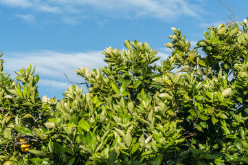 Obraz premium Beautiful landscape over blue sky trees