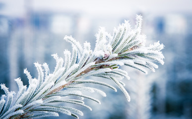 fir tree with winter frost