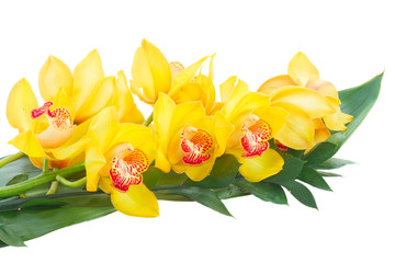 yellow orchid flowers and green tropical leaves isolated on white background