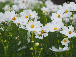 white cosmos blooming in the garden