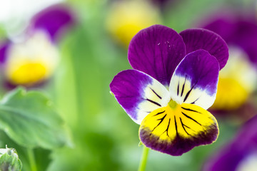Violet pansy flower in the spring garden