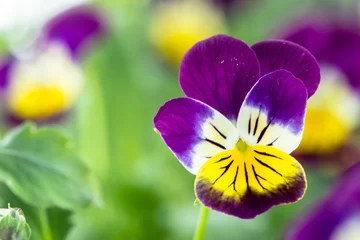 Fototapete Pansies Violette Stiefmütterchenblume im Frühlingsgarten