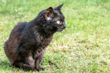 Black cat, sick animal sitting on grass, outdoors