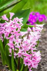 Obraz premium Pink hyacinth in the garden, spring flowers, macro