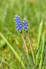 Grape hyacinth in the garden, spring flower, macro