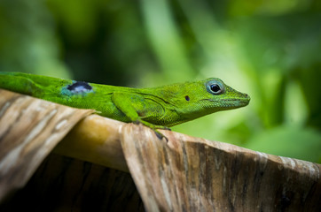 Guadeloupe-Anolis°