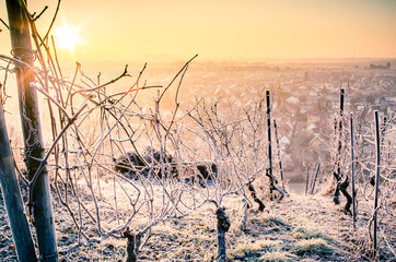 vineyard with winter frost in warm light
