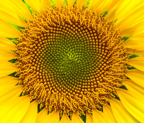Sunflower Detail