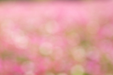 Abstract beautiful pink, white bokeh background