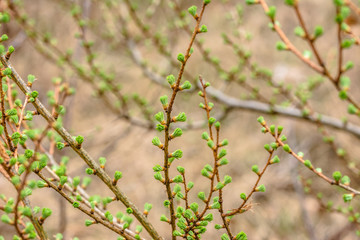 Needles larch, spring, fresh conifer twig with green buds