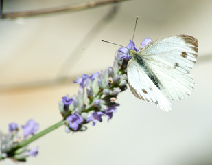 Butterfly on a flower
