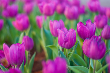 Pink tulip flower in garden,soft focus.