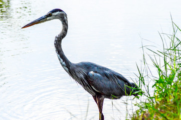 Great Blue Heron