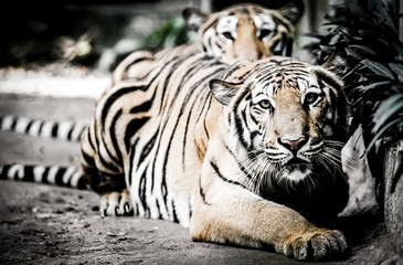 tiger lay on the ground with dramatic tone