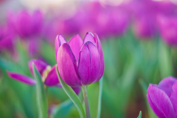 Pink tulip flower in garden,soft focus.