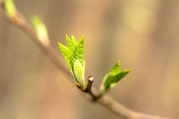 Young spring buds leaves macro bokeh background