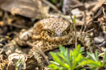 Macro of toad in the forest undergrowth, selective focus
