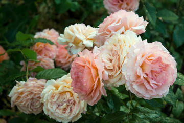цветущая в саду роза Бельведер
